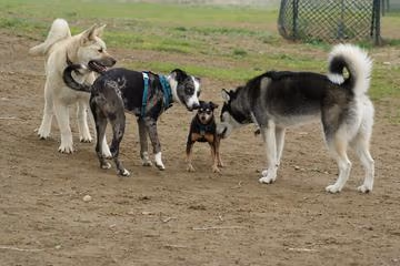 High Sierra Dog Park photo 1